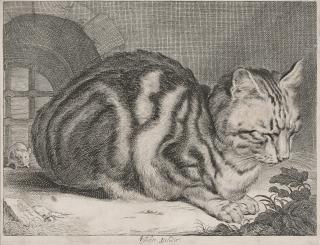 Cornelis Visscher - The Large Cat