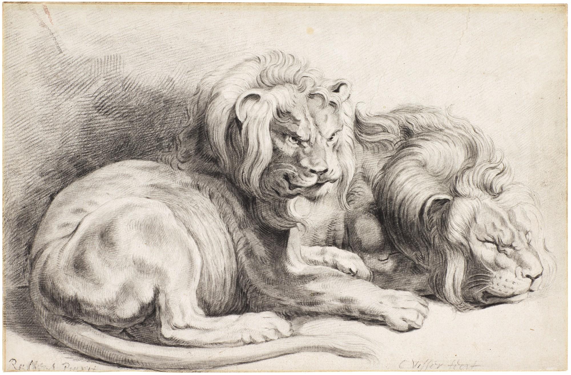 Cornelis Visscher - Two lions, after Rubens