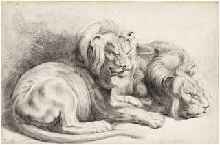 Cornelis Visscher - Two lions, after Rubens