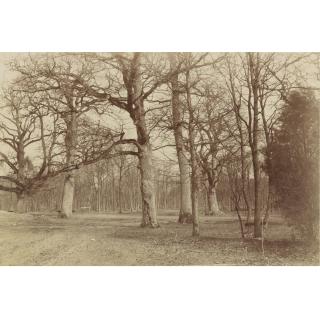 Count Olympe Aguado - Forest Scene, Bois De Boulogne