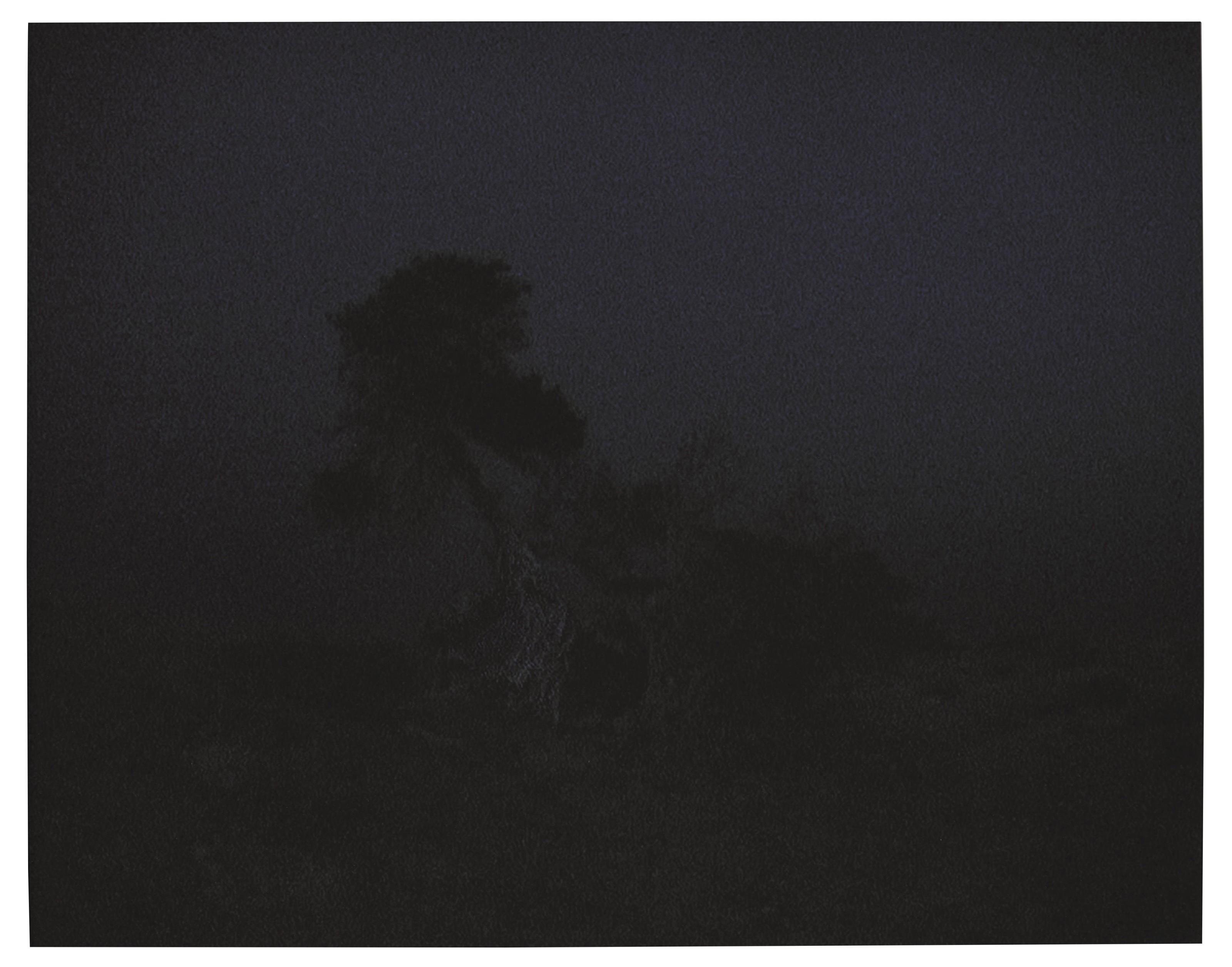 Craigie Horsfield - The Tree at the Edge of the World, Sabmar, La Dahesa, El Hierro, March, 2002-2004