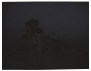 Craigie Horsfield - The Tree at the Edge of the World, Sabmar, La Dahesa, El Hierro, March, 2002-2004