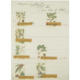 Cy Twombly - American Natural History, Part Ii, (Some Trees Of Italy)