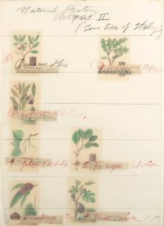 Cy Twombly - Natural History Part II Some Trees of Italy (B. 52-9)