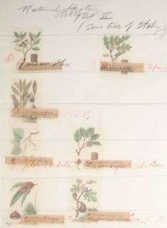 Cy Twombly - Natural History Part II Some Trees of Italy (Bastian 52-9)