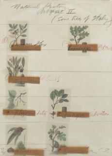 Cy Twombly - Natural History Title Print, from Natural History Some Trees of Italy Part II