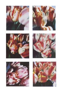 Cy Twombly - Tulips (III), nos 1-6