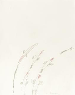 Cy Twombly - Untitled