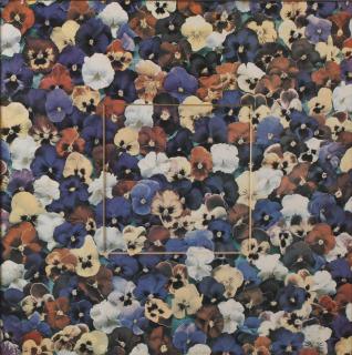 Daan van Golden - Untitled