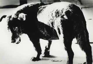 Daido Moriyama - Misama (Stray Dog), 1971