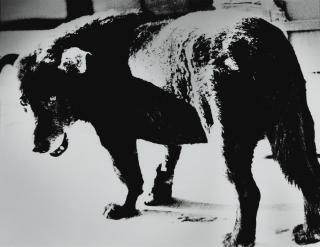 Daido Moriyama - Misawa (Stray Dog), 1971
