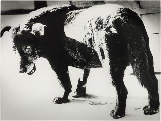 Daido Moriyama - Misawa