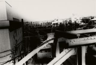 Daido Moriyama - Ohne Titel (aus der Serie: Memory of Dog/A Following Story/Landscape)