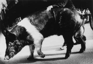 Daido Moriyama - Pig