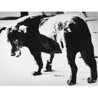 Daido Moriyama - Selected Images