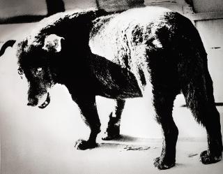 Daido Moriyama - \'Stray Dog, Misawa\', 1971