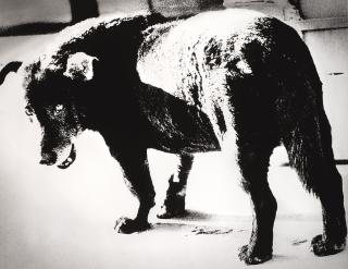 Daido Moriyama - \'Stray Dog, Misawa\', 1971