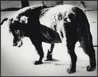 Daido Moriyama - Stray Dog, Misawa, 1971