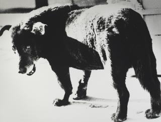 Daido Moriyama - Stray Dog, Misawa, Aomori, 1971