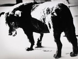 Daido Moriyama - Stray Dog, Misawa, Aomori, 1971