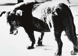 Daido Moriyama - Stray Dog, Misawa, Aomori, 1971