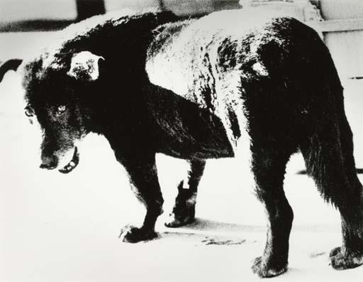 Daido Moriyama - Stray Dog, Misawa, Aomori Prefecture, 1971
