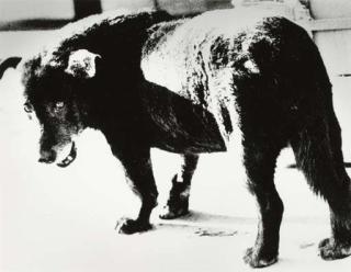 Daido Moriyama - Stray Dog, Misawa, Aomori Prefecture, 1971