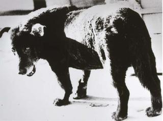 Daido Moriyama - Stray Dog, Misawa, Aomori Prefecture, 1971