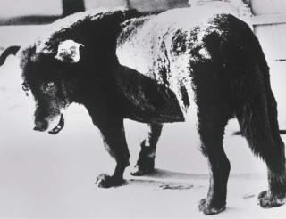 Daido Moriyama - Stray Dog, Misawa, Aomori Prefecture, 1971
