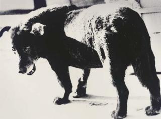 Daido Moriyama - Stray Dog, Misawa, Aomori Prefecture, 1971