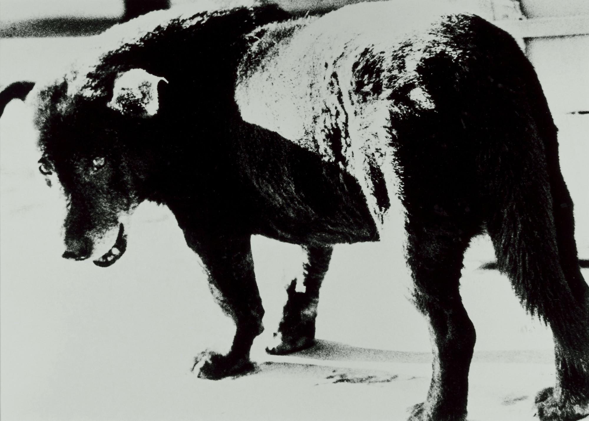 Daido Moriyama - Stray Dog, Misawa, Aomori