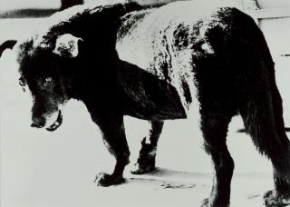 Daido Moriyama - Stray Dog, Misawa, Aomori