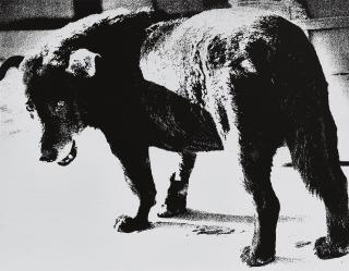 Daido Moriyama - Stray Dog, Misawa (Imaged Taken In 1971, Printed In 2012)