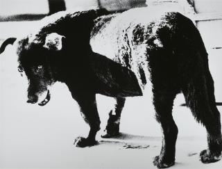 Daido Moriyama - Stray Dog, Misawa