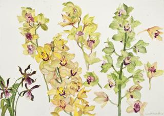 Dame Elizabeth Violet Blackadder, R.S.A., R.S.W., - Orchids