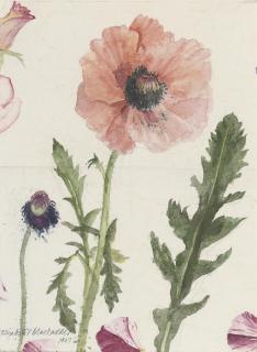 Dame Elizabeth Violet Blackadder, R.S.A., R.S.W., - Oriental Poppies and Roses