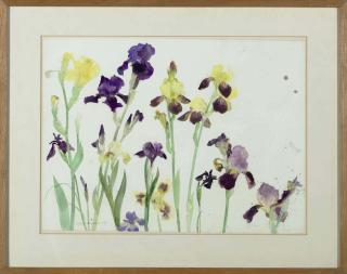 Dame Elizabeth Violet Blackadder - Bearded Irises, Yellow and Purple