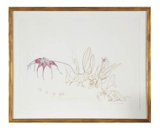 Dame Elizabeth Violet Blackadder - Orchidaceae Bulbophyllum (Cirrhopetalum) Rothschildianum