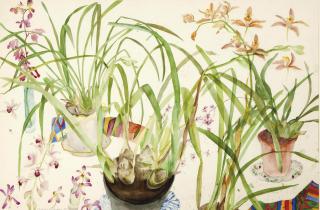 Dame Elizabeth Violet Blackadder - Orchids