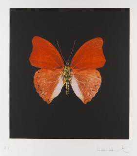 Damien Hirst - Butterfly