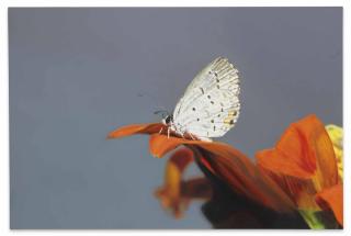 Damien Hirst - Everes Comyntas