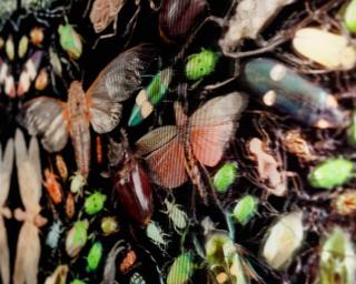 Damien Hirst - Inferno