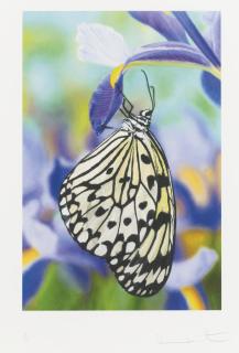 Damien Hirst - Paper Kite