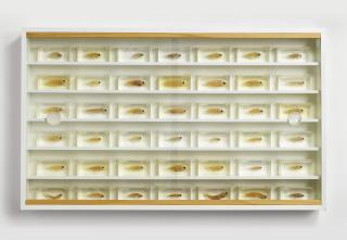 Damien Hirst - Untitled