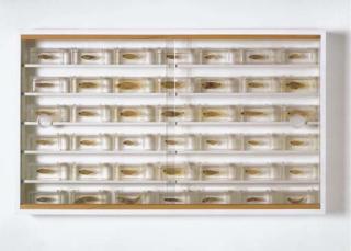 Damien Hirst - Untitled