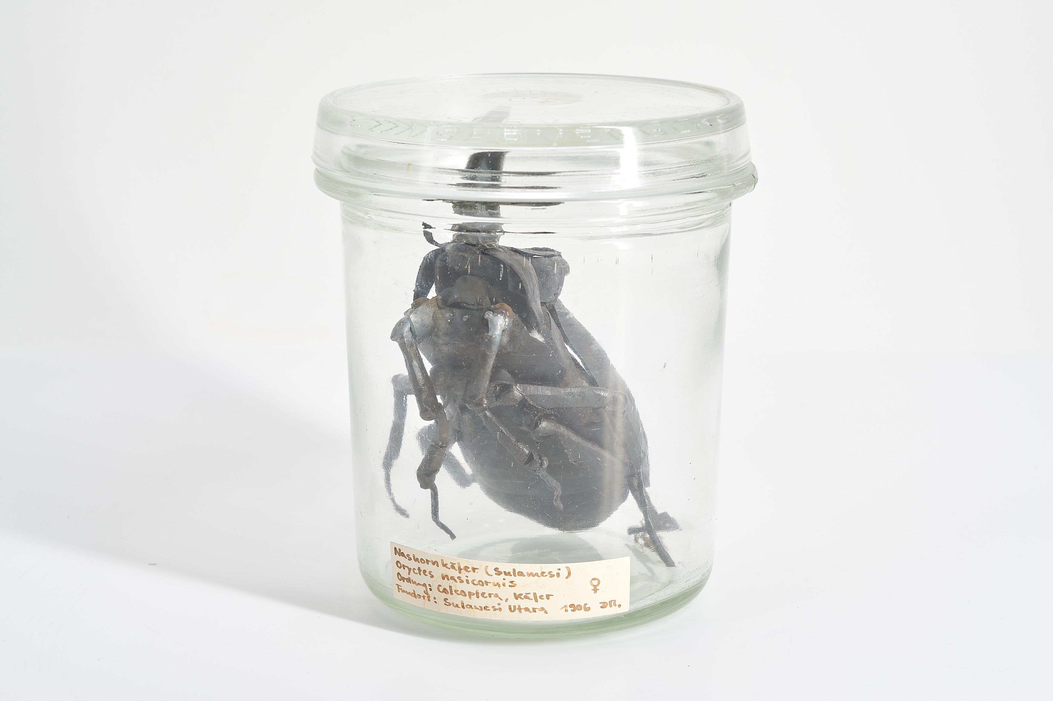 Dana Meyer - Nashornkäfer (Sulamesi).
