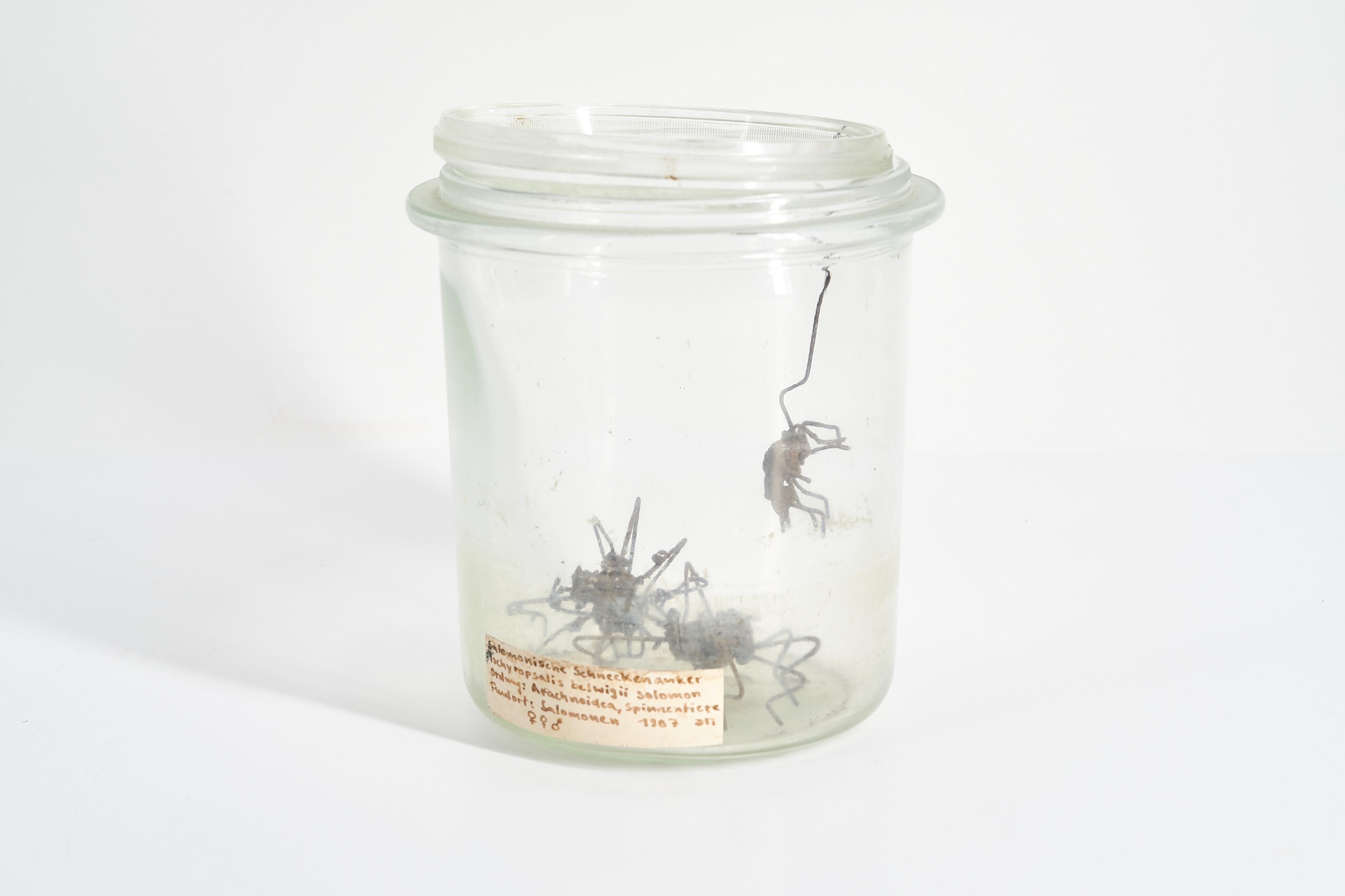 Dana Meyer - Salomonische Schneckenanker.