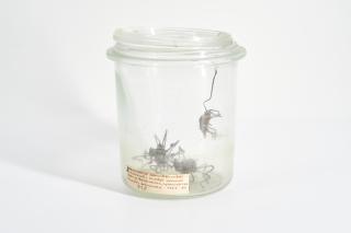 Dana Meyer - Salomonische Schneckenanker.