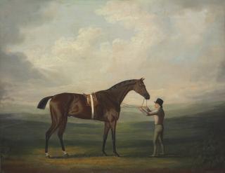 Daniel Clowes - A groom with a dark bay hunter