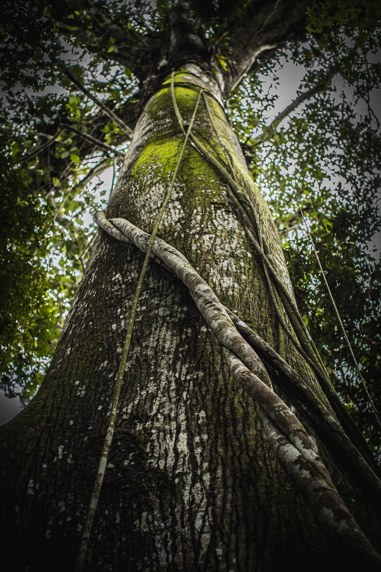Daniel Garcia - Sumaúma, 2019